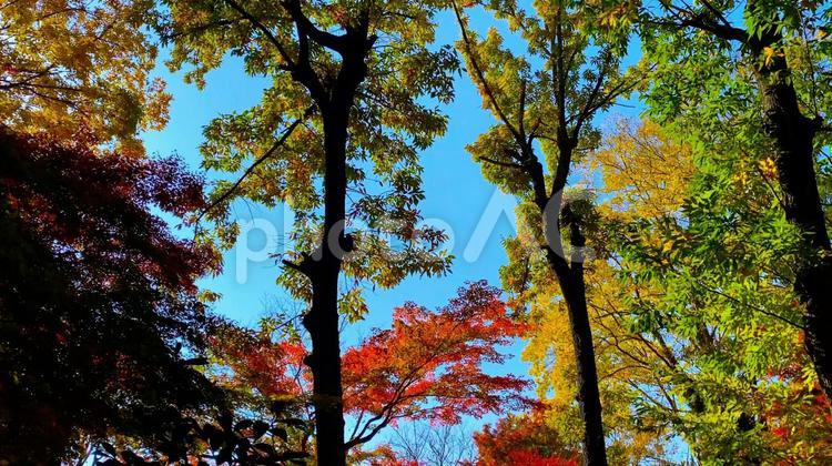 秋の奈良公園・日本庭園「吉城園」紅葉の季節 秋,日本庭園,吉城園の写真素材