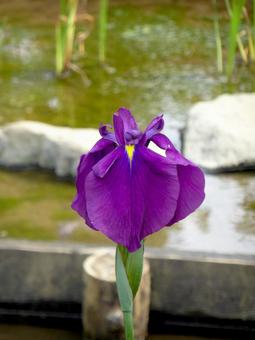 水辺に咲く濃い紫色のハナショウブ 水辺に咲く濃い紫色のハナショウブの写真