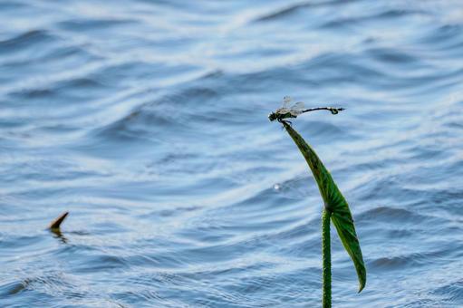 Photo, dragonfly, uchiwayanma, insect, 
