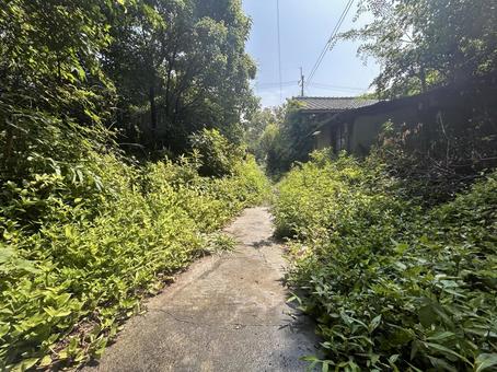 田舎に良くある細いあぜ道 田舎に良くある細いあぜ道 田舎,道,あぜ道の写真素材