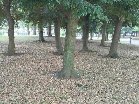Photo, fallen leaves, sudajii, trees, 