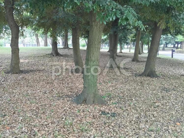 敷き詰められた落ち葉 落ち葉,スダジイ,樹木の写真素材