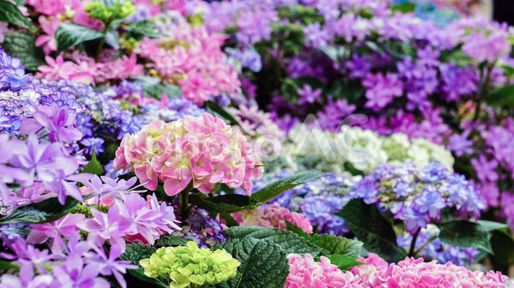 カラフルな美しいアジサイの花 アジサイ,花,フラワーの写真素材