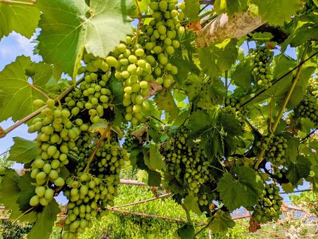 ジョージアワイン用のぶどう ぶどう,葡萄,ワインの写真素材