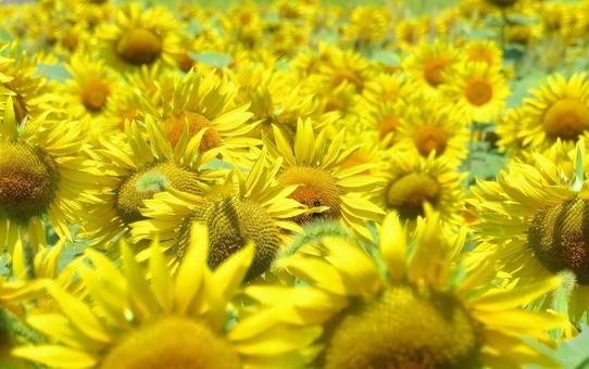 たくさんの向日葵の花 たくさんの向日葵の花 ひまわり,花,夏の写真素材