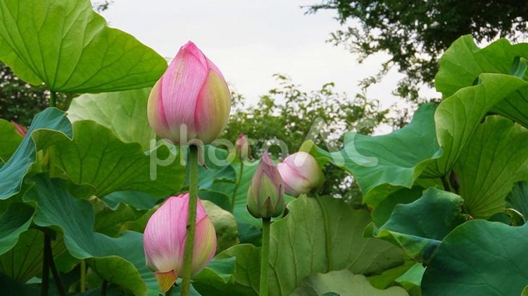 大きな蓮の花 日本,観光地,吉野ヶ里遺跡の写真素材