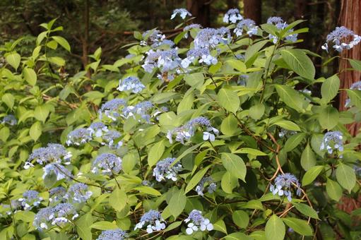 Hydrangea 140, JPG Hydrangea 140, JPG