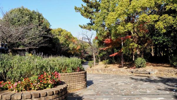 秋の葛西地区・紅葉の散歩道(江戸川区) 秋の葛西地区・紅葉の散歩道(江戸川区)の写真