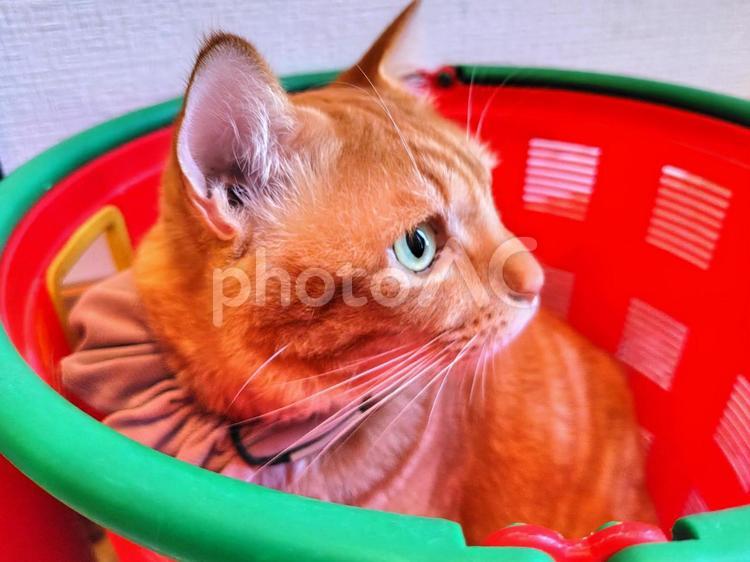 隠れているつもりの猫 茶トラ猫,かわいい,ふわふわの写真素材