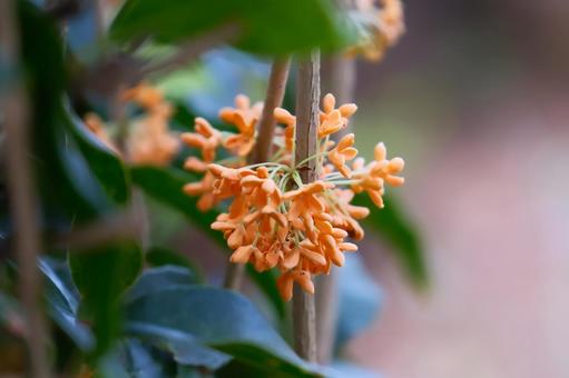 金木犀の小さな花 金木犀,小さな,花の写真素材