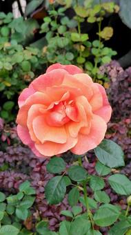 見頃のバラ、グラデーション バラ,薔薇,ローズの写真素材