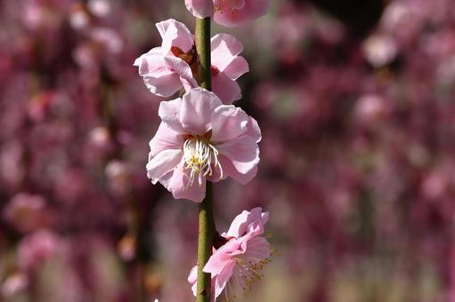 梅の花 梅の花の写真