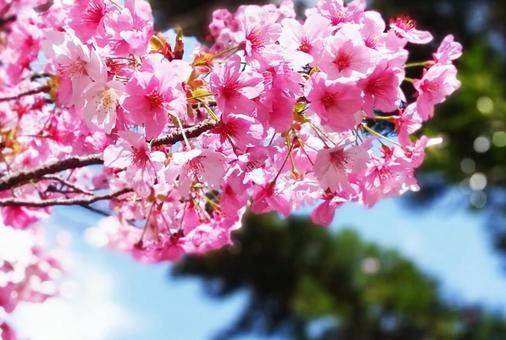 さくらの花の写真