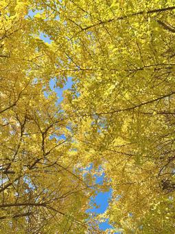 青空と色づいたイチョウ3 青空と色づいたイチョウ3 イチョウ,銀杏,黄色の写真素材