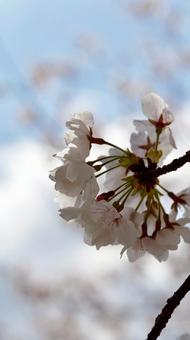 桜 桜の写真