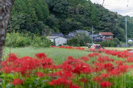 山口県　鰐鳴八幡宮の彼岸花 山口県,山口,彼岸花の写真素材