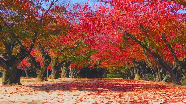 姫路城 公園 紅葉,秋,赤色の写真素材