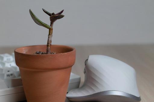 デスク上の観葉植物と白いマウス デスク上の観葉植物と白いマウス 観葉植物,マウス,デスクの写真素材