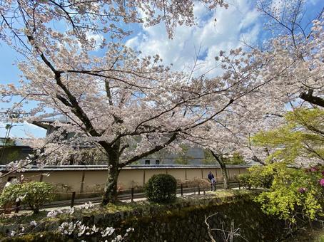花道 花道 桜,さくら,春の写真素材