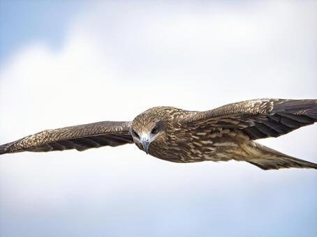 鋭い眼光で空を支配する勇壮なトンビ 鳶,トビ,鳥の写真素材