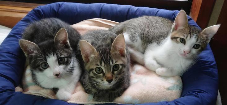 ゆっくりで良いから大きくなってね ゆっくりで良いから大きくなってね ねこ,子猫,ペットの写真素材