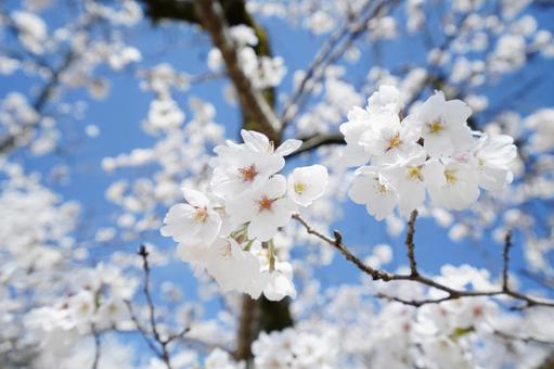 青空に映える桜の花8 青空に映える桜の花8 桜,さくら,ソメイヨシノの写真素材