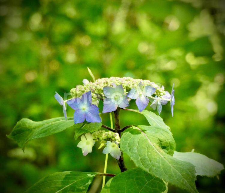 緑の中のアジサイ あじさい,紫陽花,アジサイの写真素材