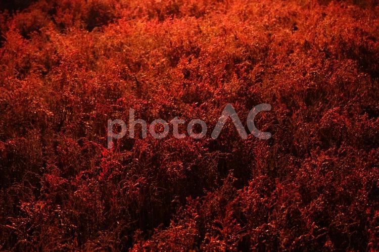 海の紅葉2【シチメンソウ】 もみじ,シチメンソウ,ライトアップの写真素材
