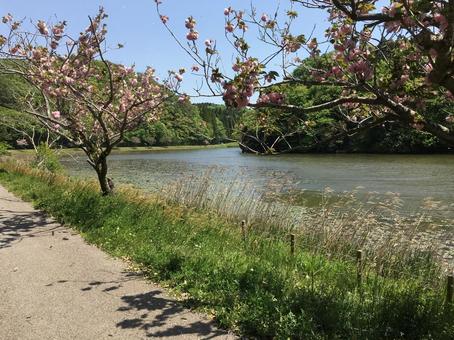 Early summer walking path, wood, natural, landscape, JPG