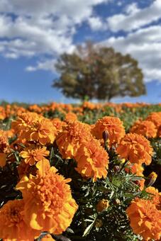 マリーゴールドの丘公園（縦） 花,秋,マリーゴールドの写真素材