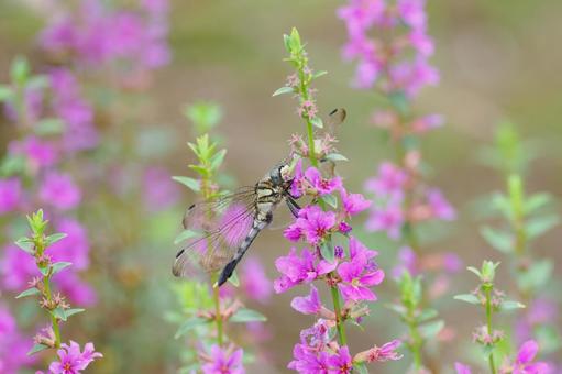 シオカラトンボ(メス)(32) シオカラトンボ(メス)(32)の写真