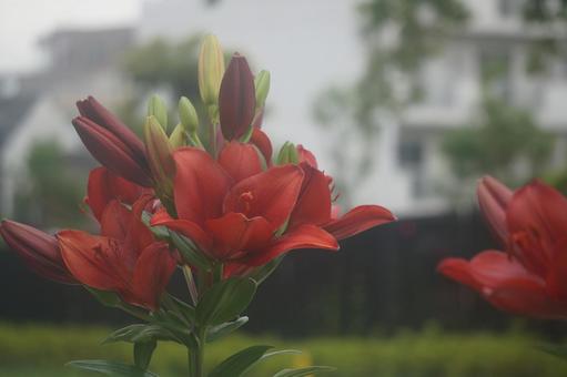 百合 百合の写真