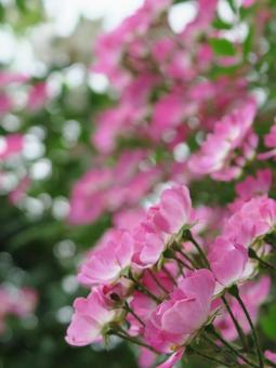 つるバラ つるバラ 薔薇,つるバラ,ピンクの写真素材