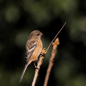 ベニマシコ♀ ベニマシコ♀の写真