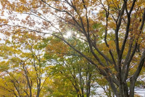 秋の気配・色づく紅葉 紅葉,秋,秋イメージの写真素材