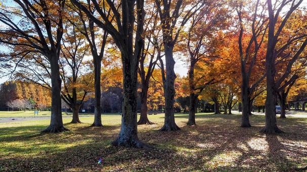 秋の水元公園・森の紅葉＆木漏れ日・葛飾区 秋,水元公園,紅葉の写真素材