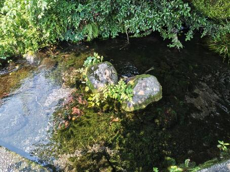 湧水 湧き水,湧水,水源の写真素材