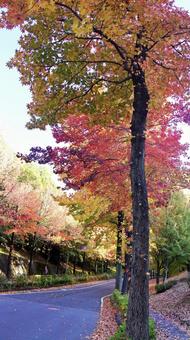 紅葉-1288 紅葉,アメリカ楓,もみじ葉楓の写真素材