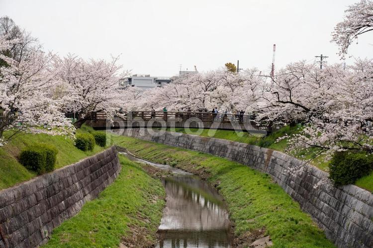 山崎川　春　桜　愛知　名古屋　 桜,春,春のイメージの写真素材