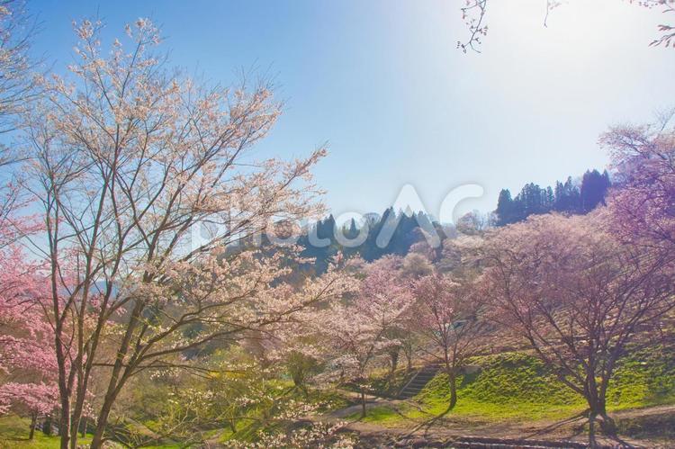 春の陽射しと桜 桜,青空,春の写真素材