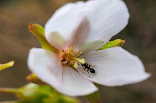 季節外れの秋に咲く桜 季節外れの秋に咲く桜の写真