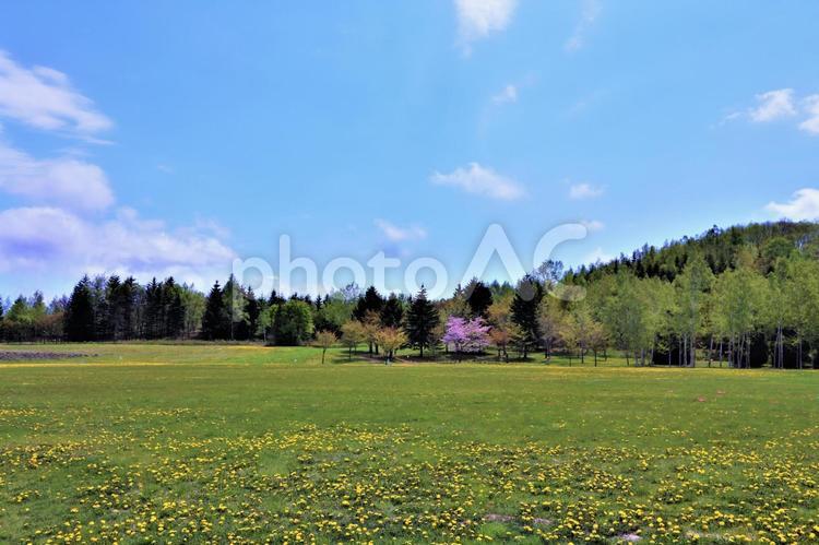 北海道　たんぽぽ畑 春,植物,花の写真素材