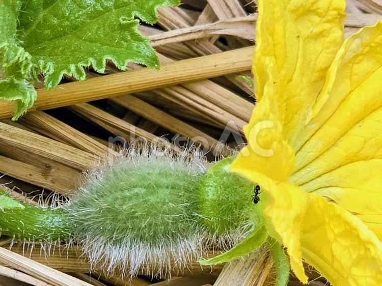 メロンの成長過程 メロン,家庭菜園,成長過程の写真素材