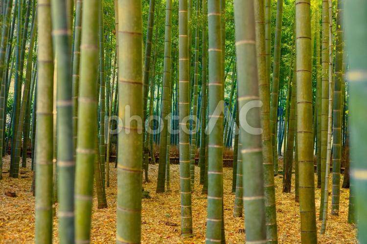 幻想的な美しさを醸し出す竹林 背景,竹,テクスチャーの写真素材