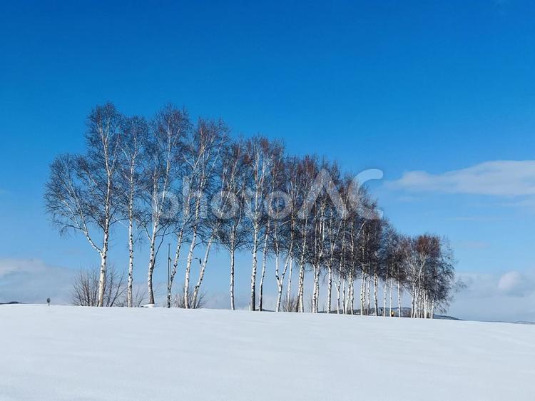 北海道の雪原の中にたたずむ白樺の木 雪原,白樺,北海道の写真素材