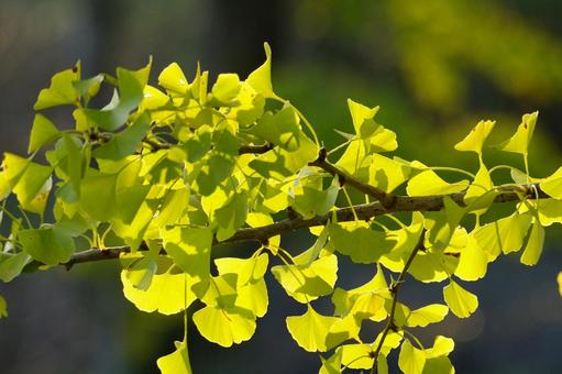 イチョウ イチョウ,葉,黄葉の写真素材