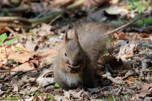クルミを食べてるエゾリス クルミを食べてるエゾリスの写真