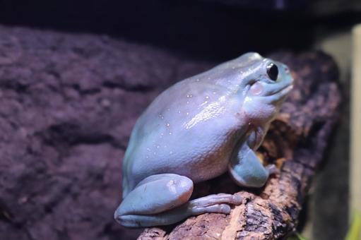 Back of the tree frog 2, JPG