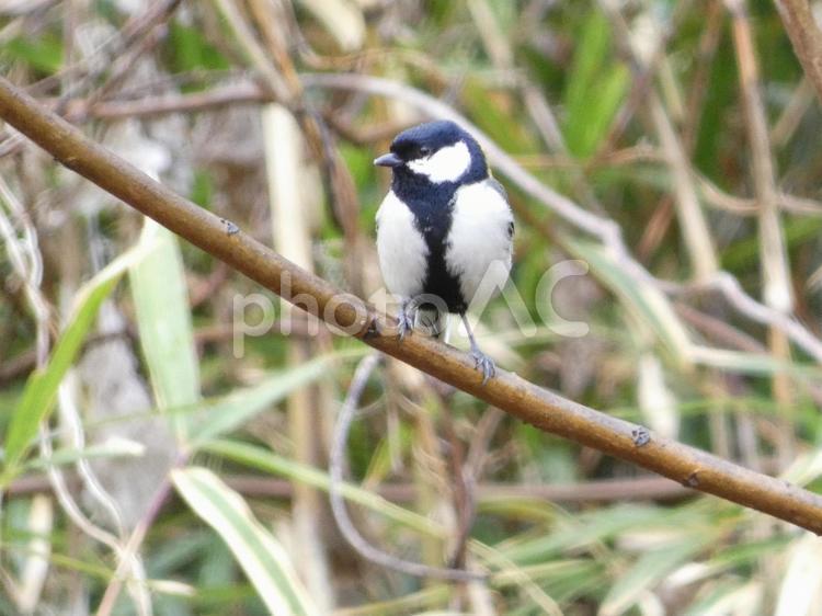黒いネクタイを見せて枝にのるシジュウカラ しじゅうから,シジュウカラ,四十雀の写真素材