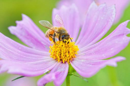 コスモスの蜜を吸うセイヨウミツバチ コスモスの蜜を吸うセイヨウミツバチ セイヨウミツバチ,西洋蜜蜂,ミツバチの写真素材